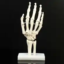 1:1 в натуральную величину, модель сустава для рук, модель скелета, модель скелета для запястья, вола, ладони, медицинская модель скелета, обучающие материалы