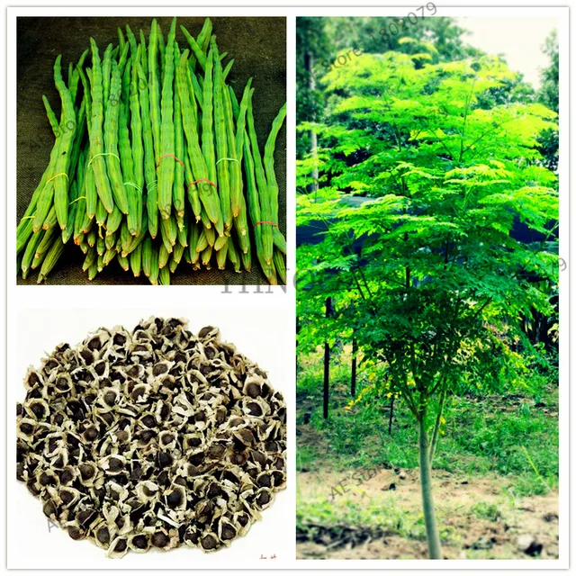 10 pcs sac graines De Moringa moringa oleifera arbre graines graines comestibles Pilon arbre bonsa pour