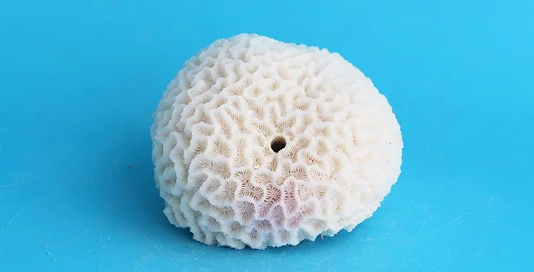 Natural White Round Decorative Coral Rare Beautiful Home Ornaments Fish Tank Aquarium Landscape Coral Wedding Decorations 9