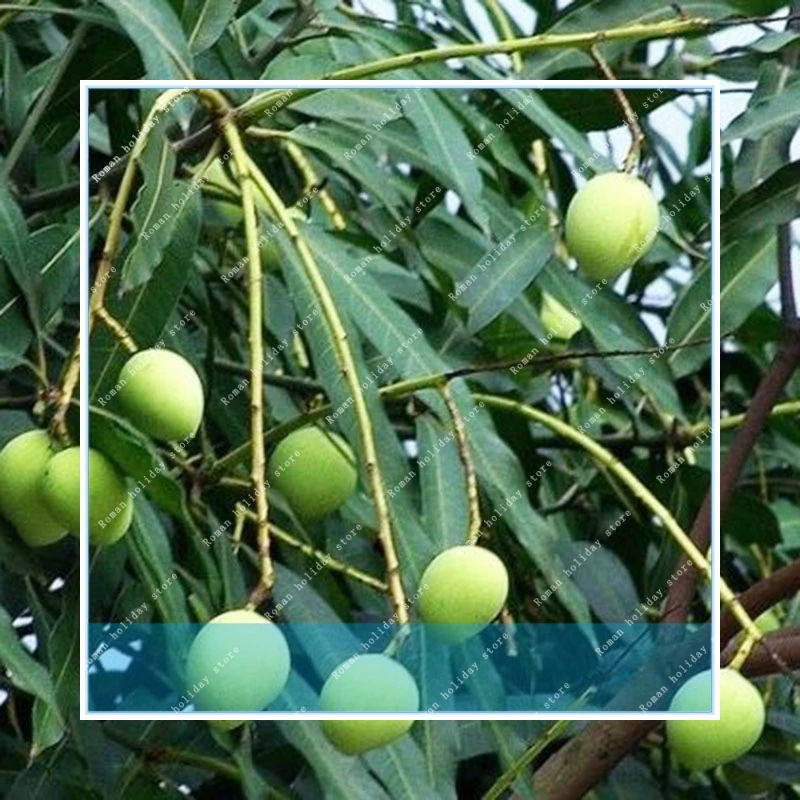 ZLKING Hot Sale 2pcs Almonds Badam Nut Rare Outdoor Fruit Tree Plant