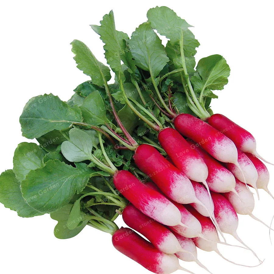 

50 Pcs Rare Sausage Radish Bonsai Juicy And Nutritious Early Spring Radish Very Delicious Vegetable Garden Food Easy To Grow