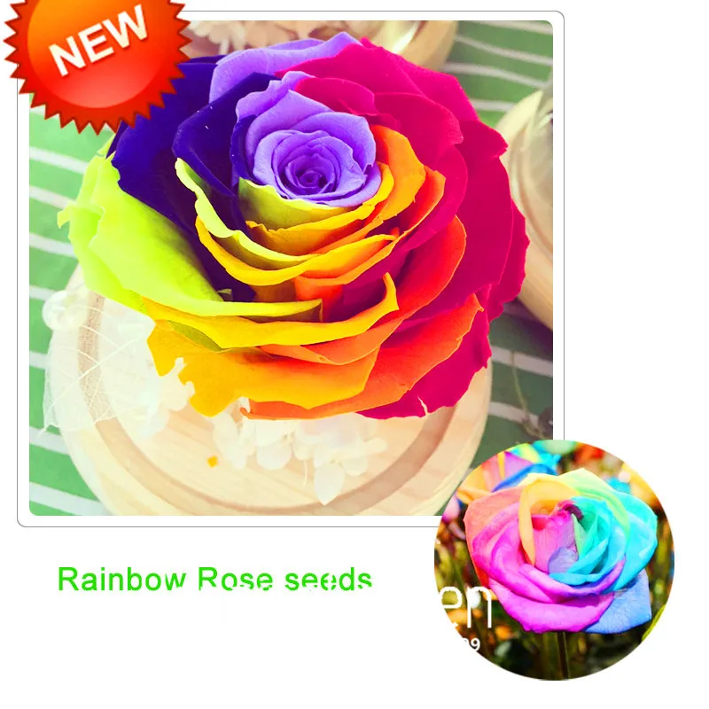 

New Arrival!Rainbow Rose bonsai Rare Patio Potted Flowering Plants Rose garden Perennials 100 PCS/Bag,#5ISJYA