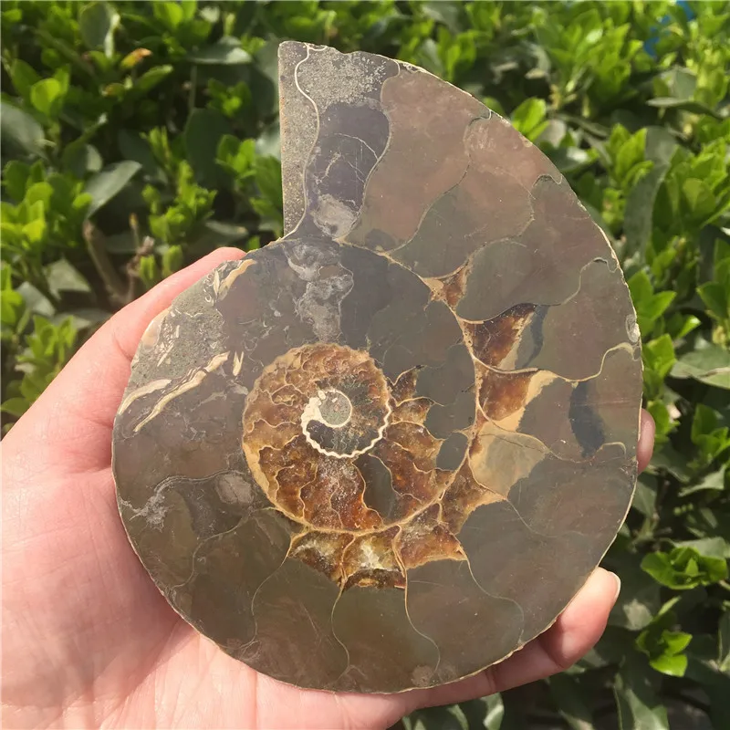 Натуральный Сплит Аммонит окаменелость образец Ammolite океан животных формы в виде морских животных Мадагаскар образец минерал
