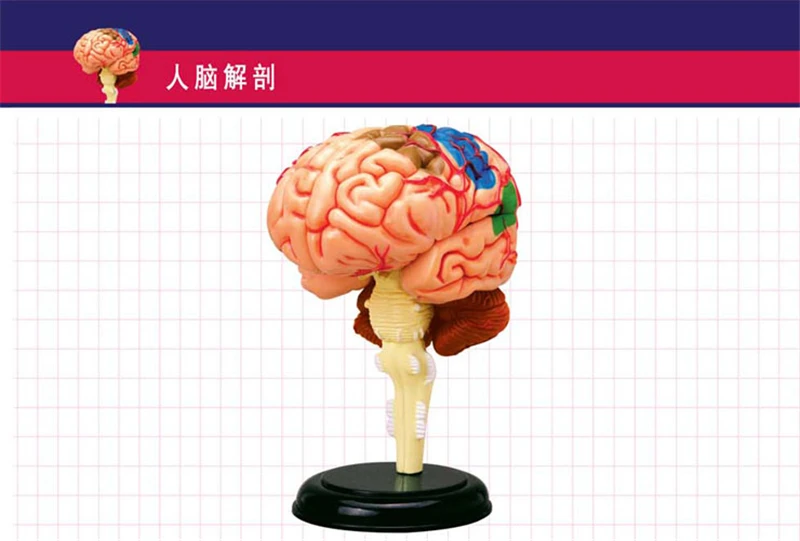 Brain 4d master puzzle Assembling toy human body organ anatomical model medical teaching model