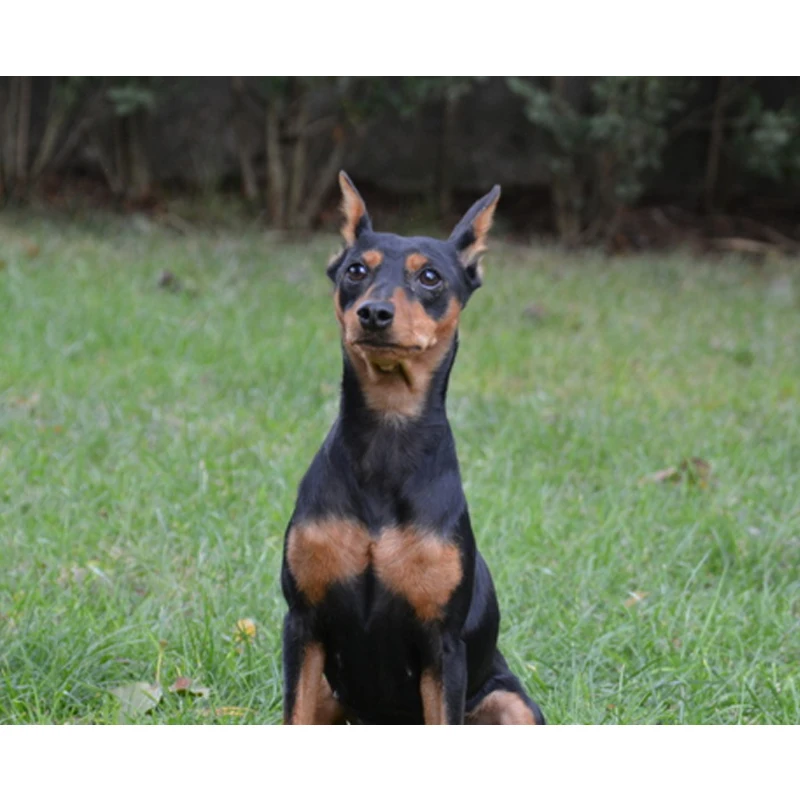 5D животное миниатюрный pinscher собака Диамант Алмазная картина собаки наборы