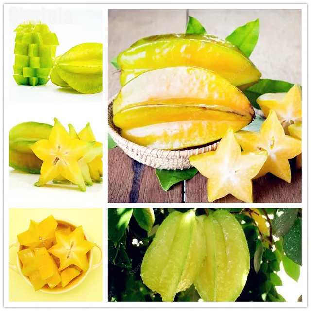 starfruit seeds barca fontanacountryinn com starfruit seeds
