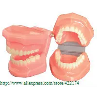 Free Shipping Natural size model teaching dental tooth teeth dentist dentistry anatomical anatomy model odontologia Free Shipping Natural size model teaching dental tooth teeth dentist dentistry anatomical anatomy model odontologia