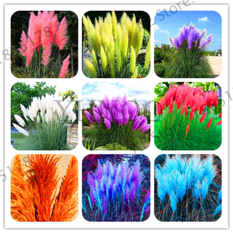 New Arrival Pampas Grass Bonsai Patio And Garden Potted Ornamental Plants New Flowers Grass Plantas 100pcs Hxokgs Aliexpress