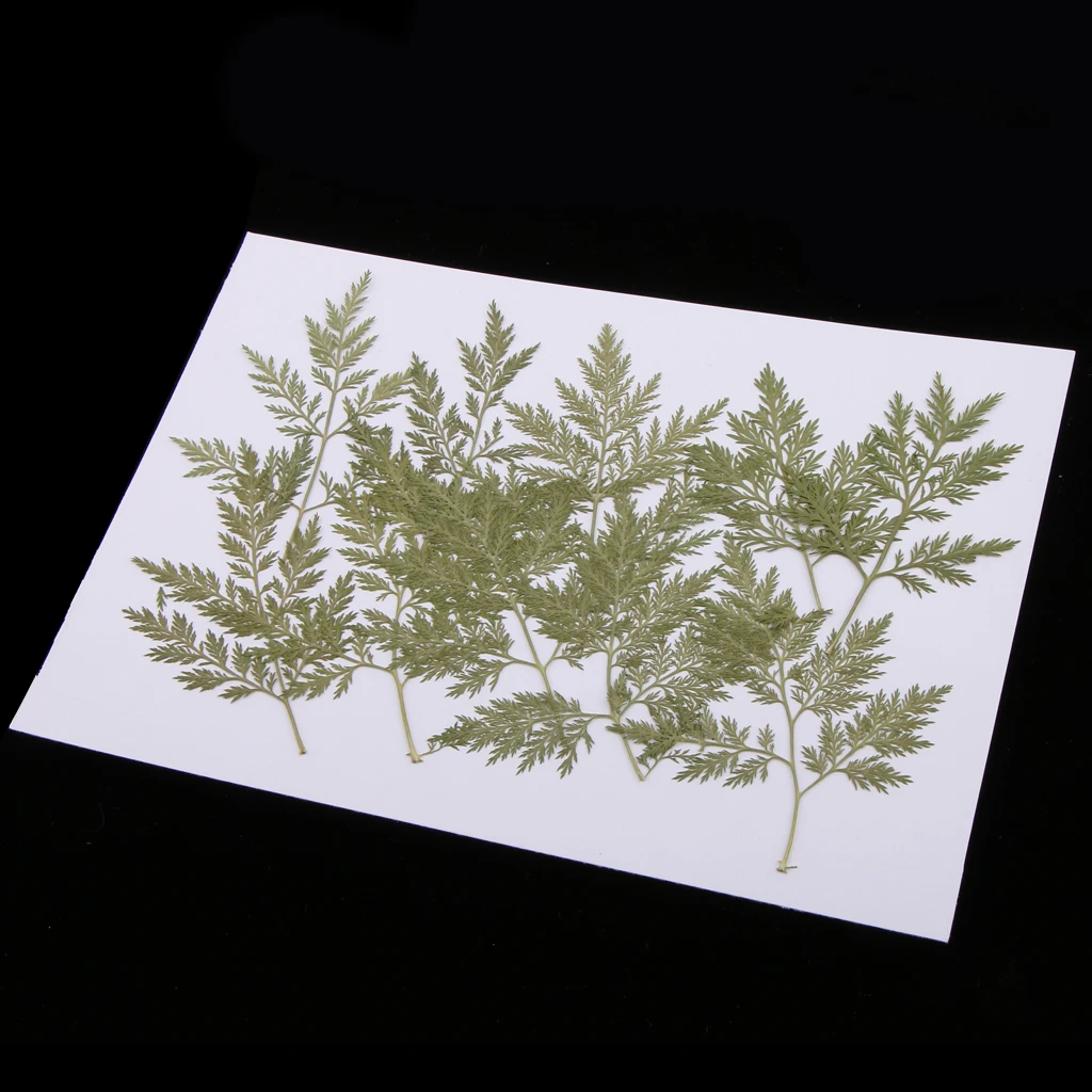 10 Pieces Green Dried Pressed Leaf Leaves Plants Herbarium For Jewelry Postcard Photo Frame Phone Case Making DIY