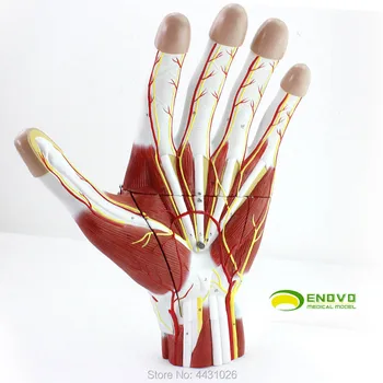 

ENOVO The teaching of hand and surgery