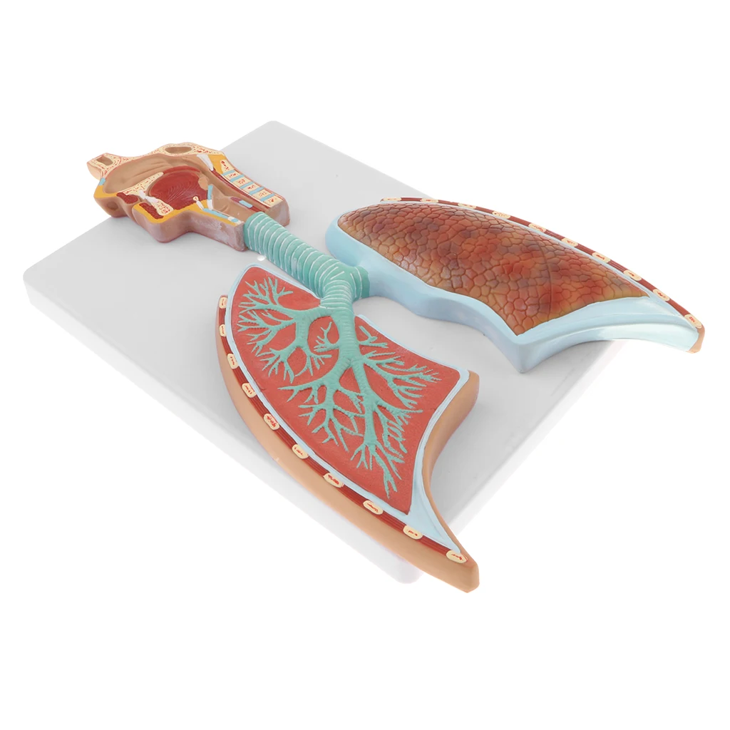 Образовательная анатомическая обучающая Модель-дыхательная система человека с увеличенной альвеолярной моделью лабораторные принадлежности