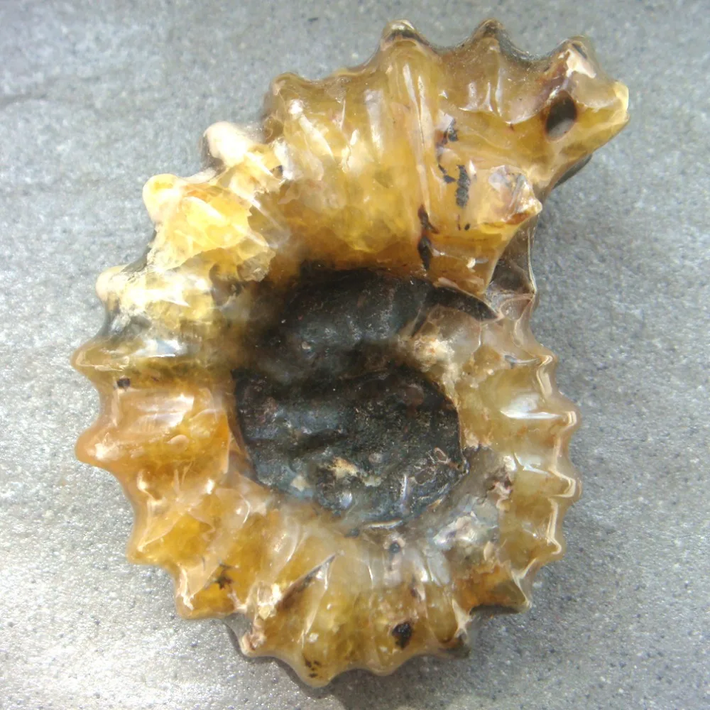 

2019 1PC 141g 71x55x35mm Natural Craft Polished Ammonite Fossil Mineral Specimens Specimen Collection Decoration
