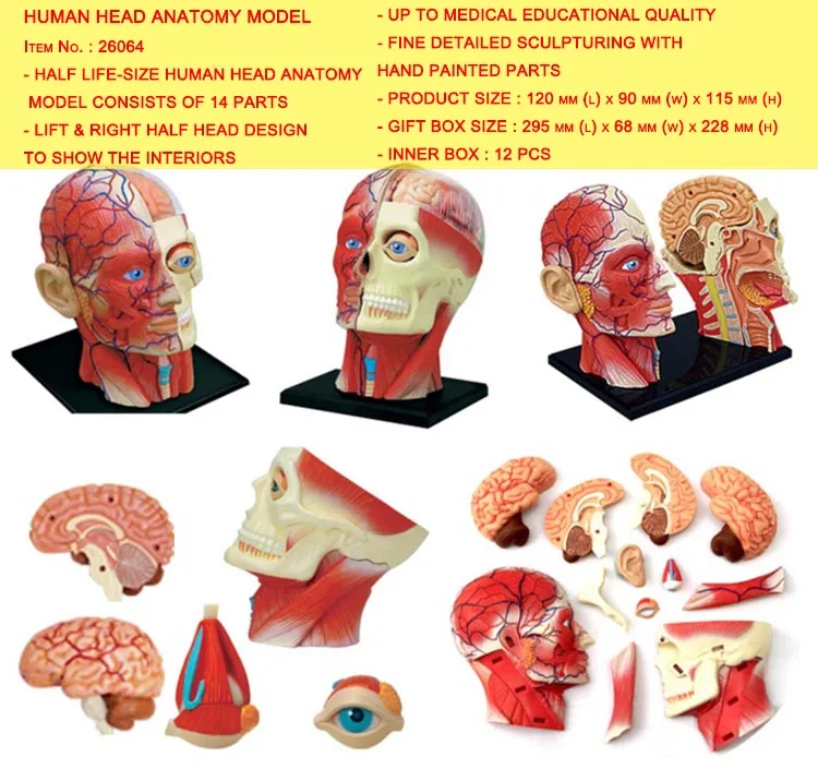 4D модель ткани человеческого тела-сборка скелета мышц и нервов биологическое обучающее оборудование - Цвет: HUMAN HEAD ANATOMY M