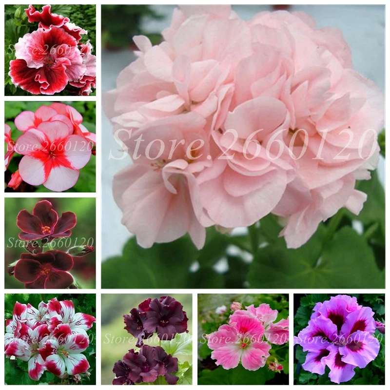 

200 Pcs Geranium Bonsai Flower Plants Outdoor Pelargonium Potted Planta Purify the Air Natural Growth for Home Garden Bonsais