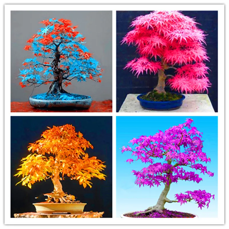 

50 Pcs Rainbow Maple Bonsai Tree Plants. Rare Japanese Maple, Bonsai Flower Indoor Tree Plant In Family Garden