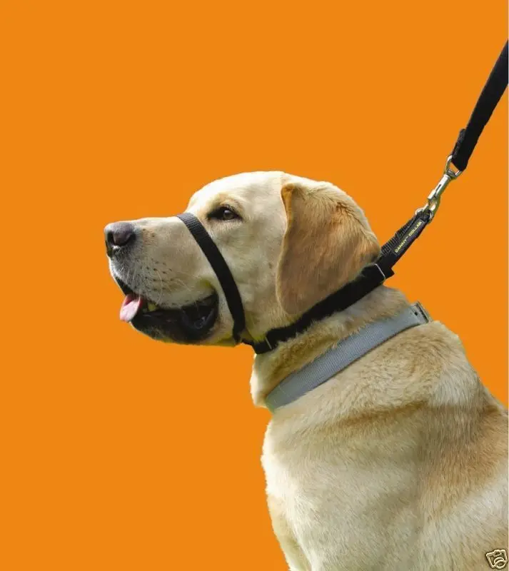 Canny Dog 4 Foot Lead