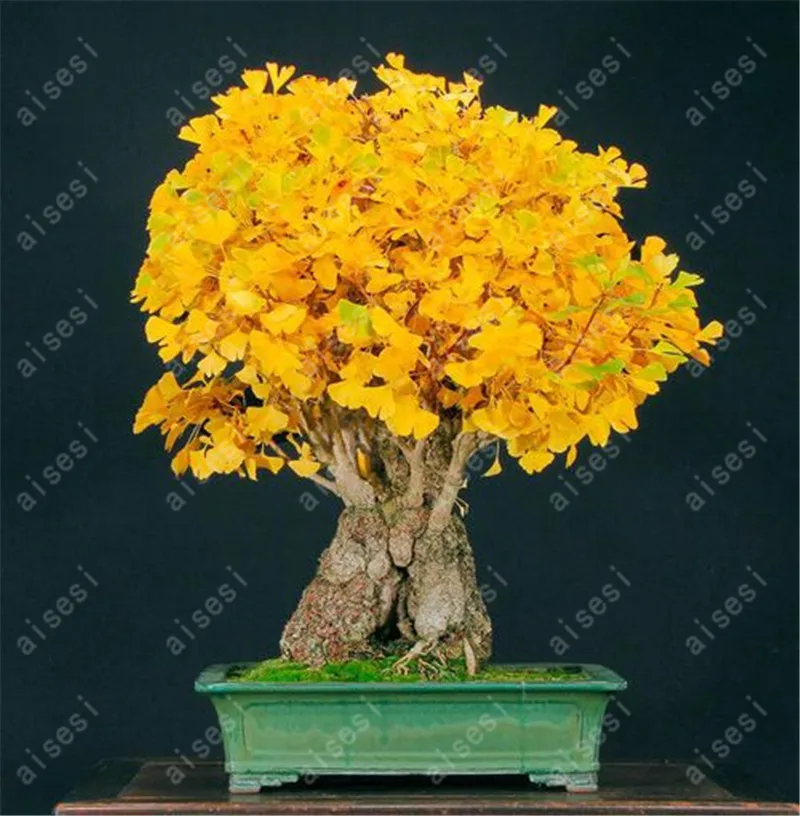 

bonsai 5 pieces/lot Ginkgo plants, potted balcony, planting seasons, sprouting 100% Fruit Tree