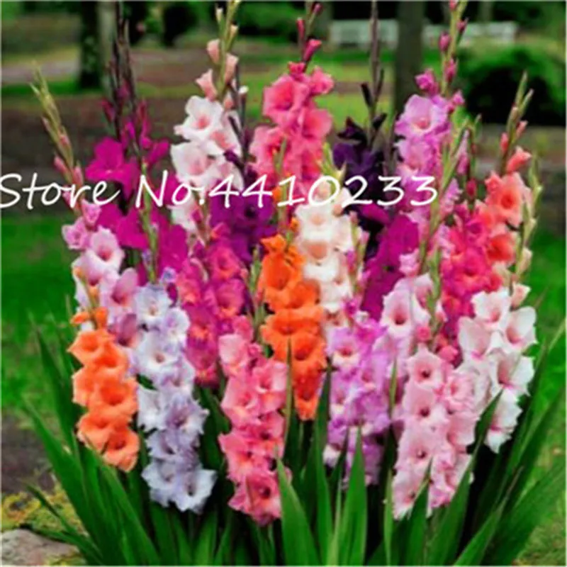 100 Pcs Different Perennial Gladiolus Bonsai Flower Multi-Color Rare Sword Lily plants Very Beautiful For Home Garden