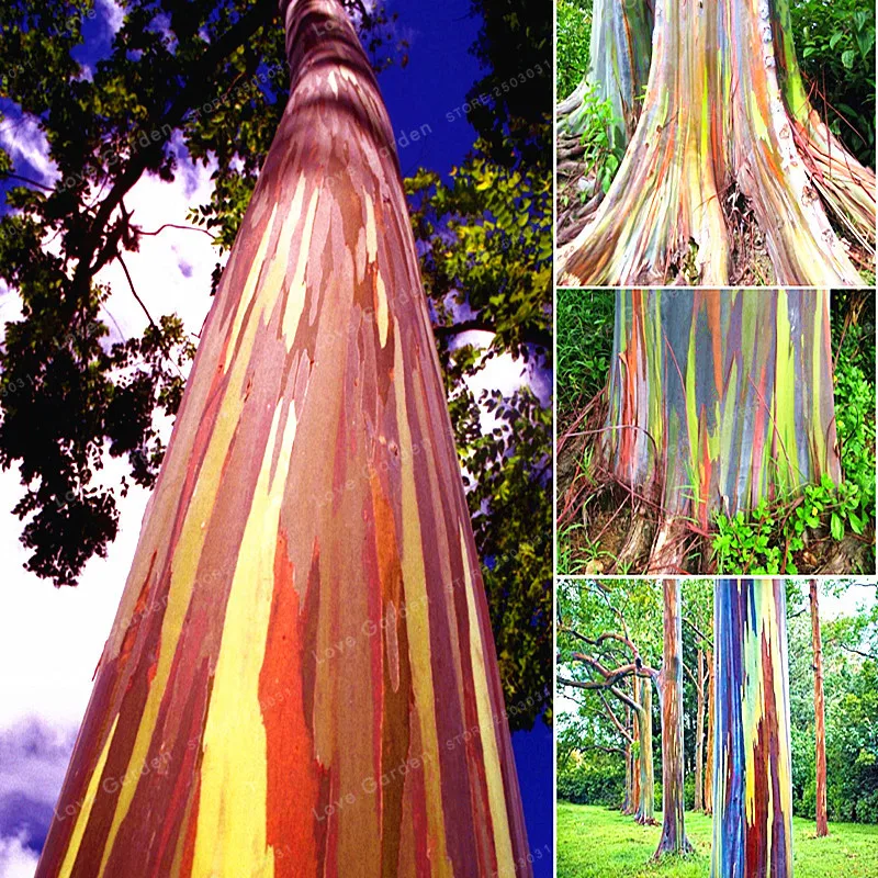 

50 PCS Rare Rainbow Eucalyptus Deglupta Bonsai Tree Bonsai Potted Courtyard Plant For Garden Fast Growing Evergreen Plants