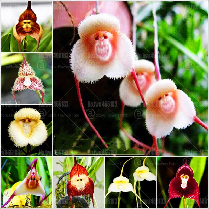 

200pcs Rare monkey face orchid bonsai rare orchid flower perennial indoor flowering potted plants for home garden bonsai plants