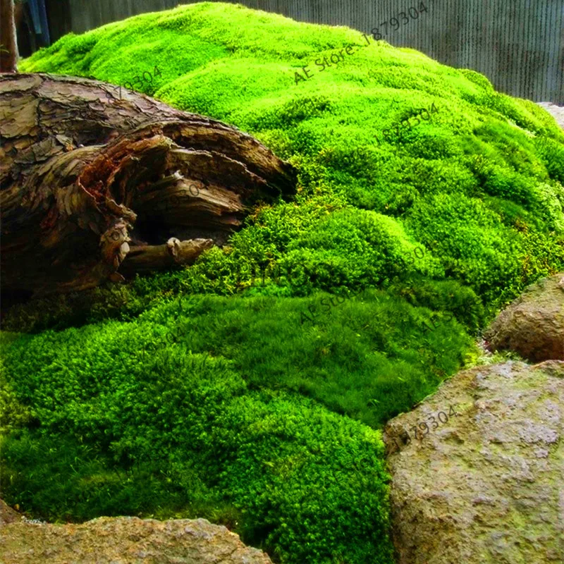 100 pcs green moss bonsai rare moss flores,potted plant ornamental,plant for home garden,cute potted plant