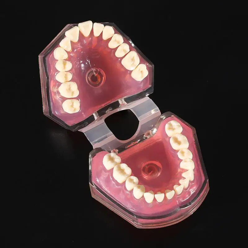 Стоматологическая Учебная модель стандартная модель съемные зубы мягкие десны для взрослых TYPODONT модель 1 шт