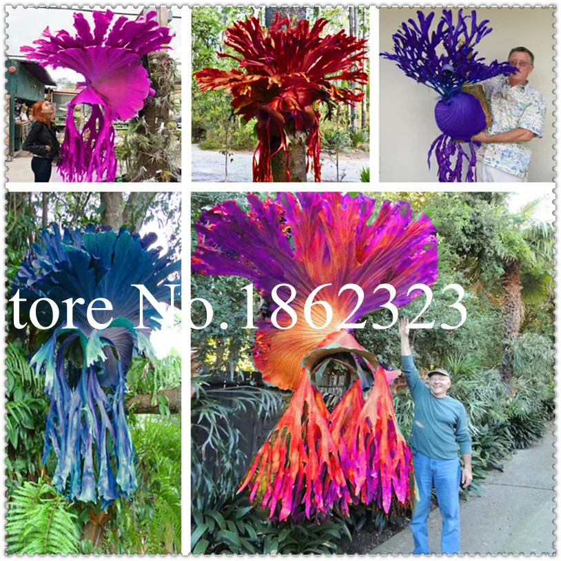 

100 Pcs Rainbow Platycerium Wallichii Bonsai Tree Plant Flower Herbs Bonsai For Home Garden Very Easy To Grow Purify the Air