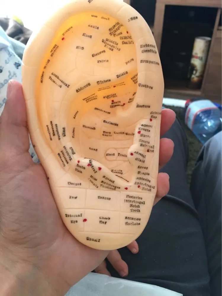 17cm Ear Acupuncture Points model with Reflex Zone in English + 600pcs