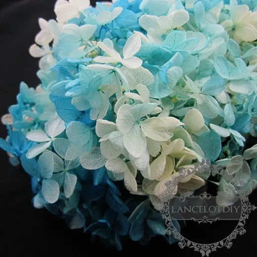 Реальные окрашенная сине белые сухой консервированный Гортензия макрофилла цветок blossom стеклянный купол для рукоделия заполнения поставки 1503033