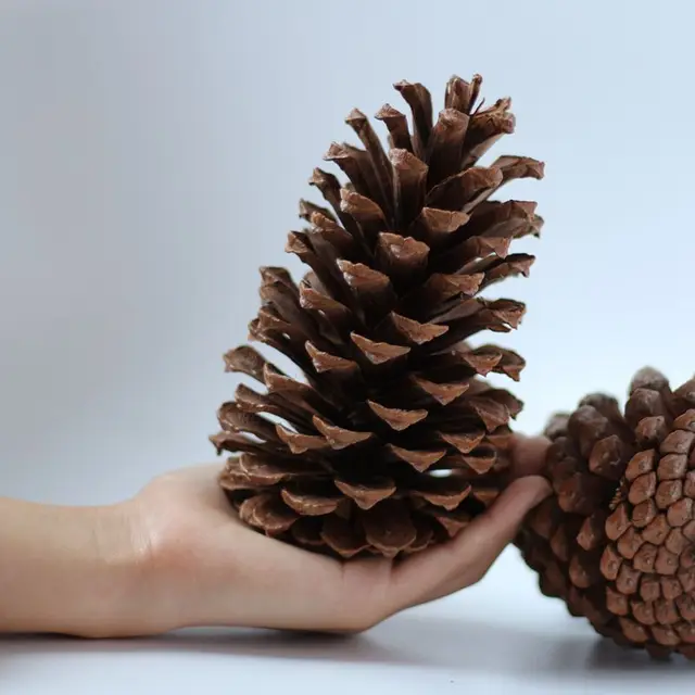 2pcs xmas tree ornaments natural dried flowers large pine cones christmas decoration supply free shipping - Decorating Large Pine Cones For Christmas 2pcs xmas tree ornaments natural dried flowers large pine cones christmas decoration supply free shipping - Decorating Large Pine Cones For Christmas