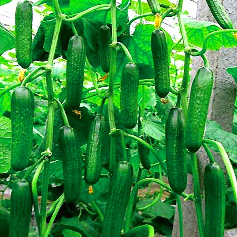 

New Fresh 100 cucumber bonsai ORZEL extremely early, Polish variety, for open soil growing plant vegetables for home garden