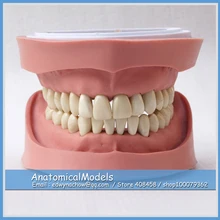 ED-DH104 Soft without Screw 28pcs Teeth Standard K Study Model