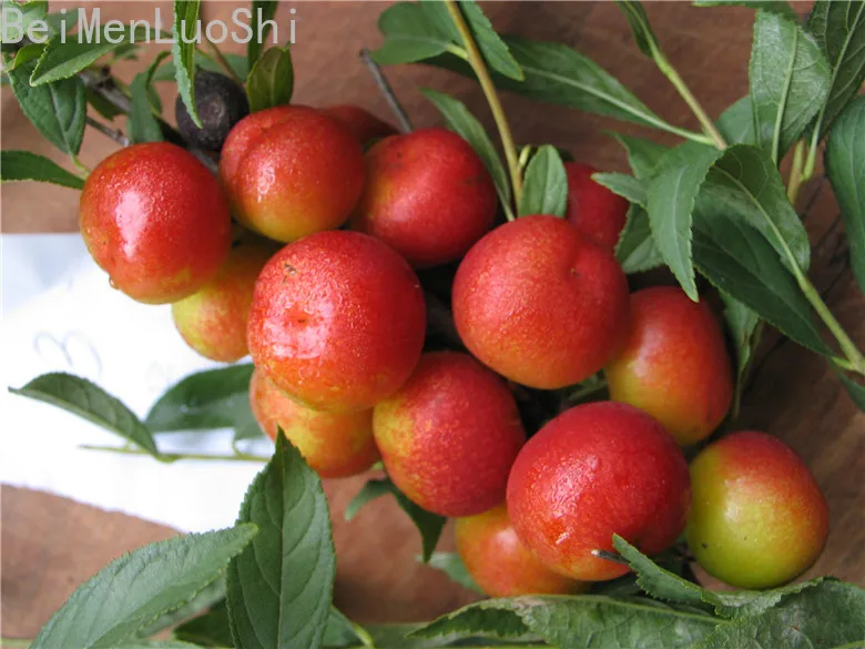Backyard Fruit Bonsai Seedsplants for Home Garden Non-GMO Fruit Tree Bonsai or Potted Plants Fruit Plant Backyard 20pcs Backyard Fruit Bonsai Seedsplants for Home Garden Non-GMO Fruit Tree Bonsai or Potted Plants Fruit Plant Backyard 20pcs