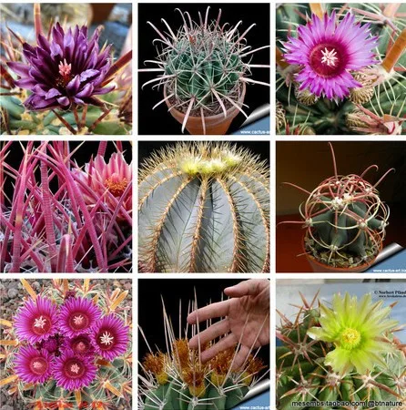 Resultado de imagen para tipos de imagenes de cactus