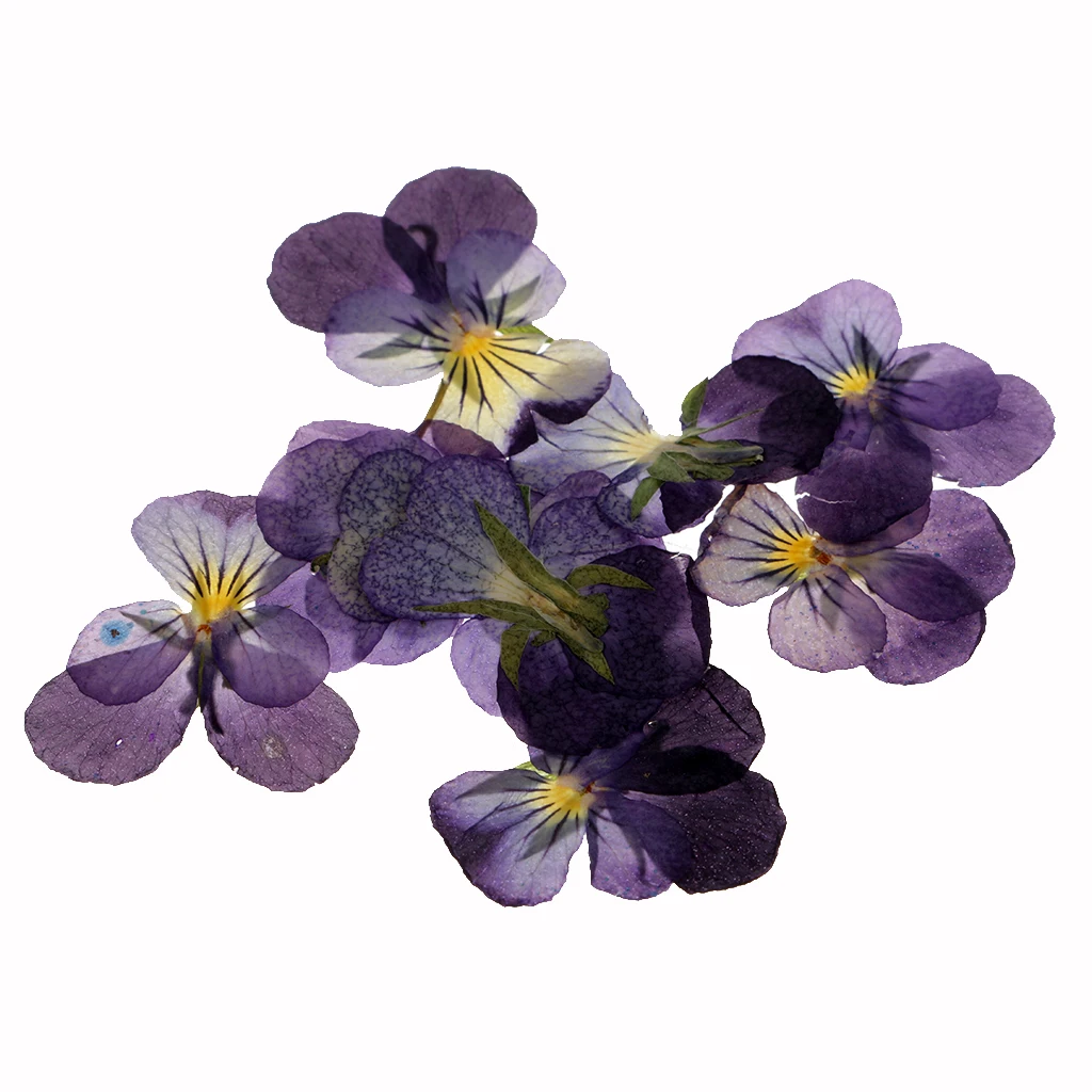 24 Pcs Violet Natural Real Dried Flowers For DIY Crafts Scrapbooking Nail Art Jewelry Making Resin Casting  DIY Necklace Pendant