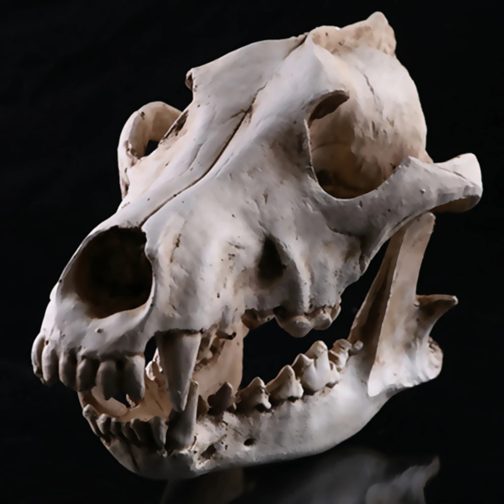 

New Hot Realistic Jackal Skull Resin Replica Teaching Skeleton Model Aquarium Home Decoration Party Supplies Collectibles Gift