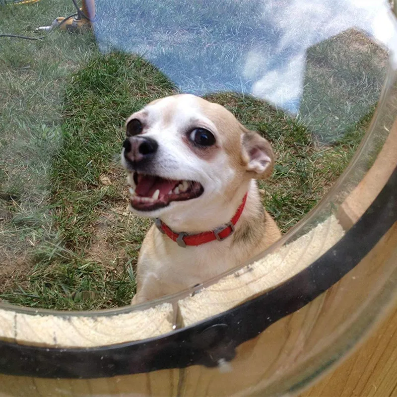 Dog Fence Window (4)