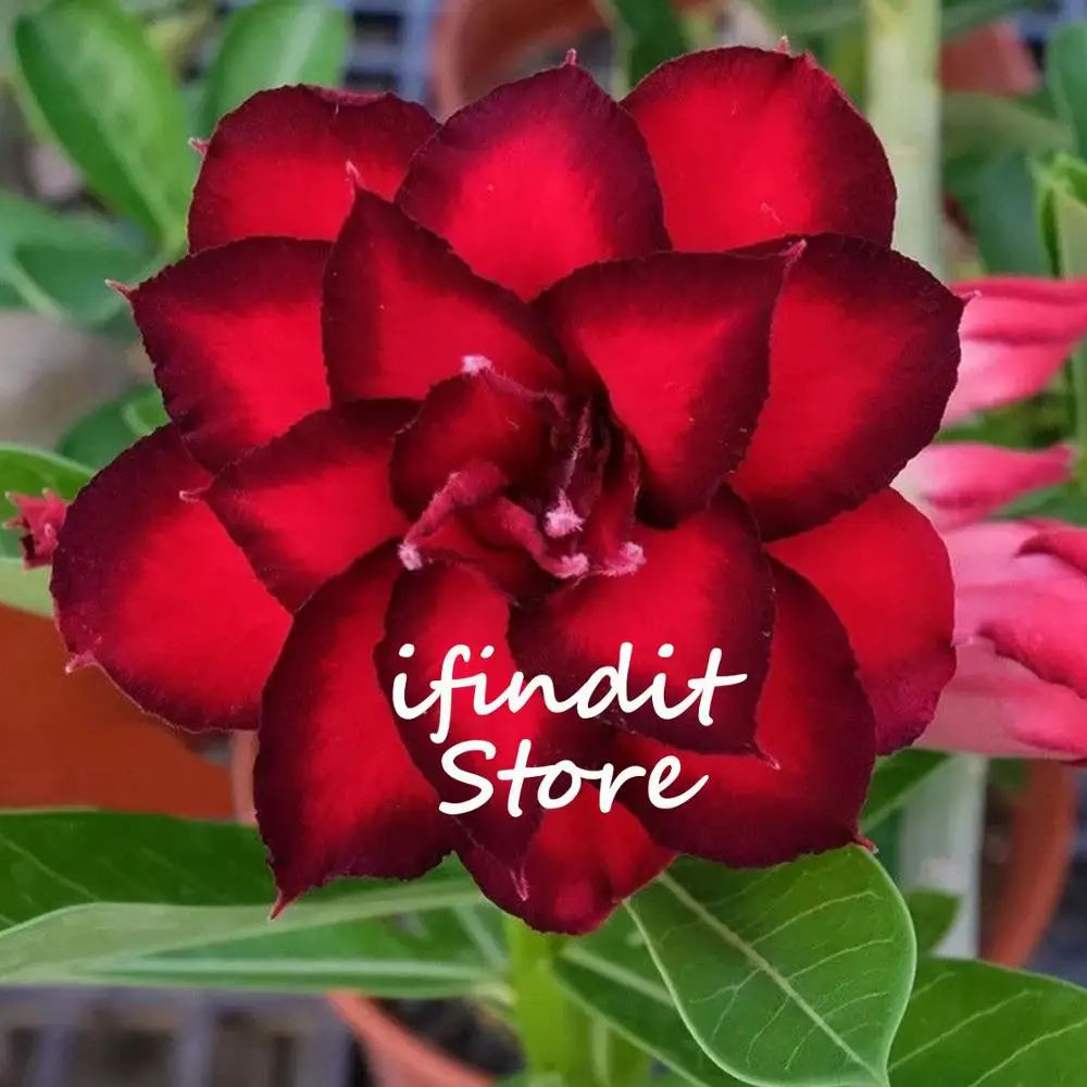 

2pcs Black Red Mix Desert Rose Adenium Obesum Tree Bonsai Perennial Flower Plant for Garden Home Indoor Plant Easy Grow In Pots