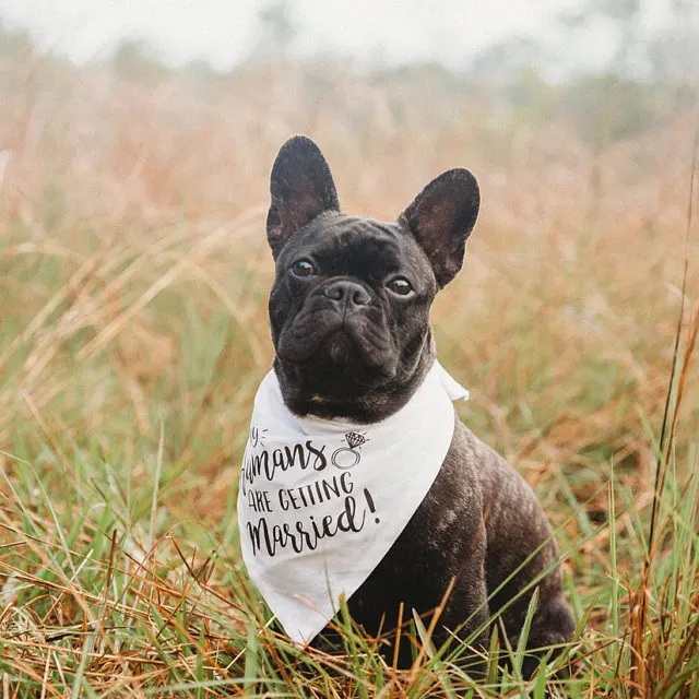 Customize wedding Save The Date Dog Bandana, Save The Date Engagement Photo Props, Save The Date Sign, Dog Engagement Photo