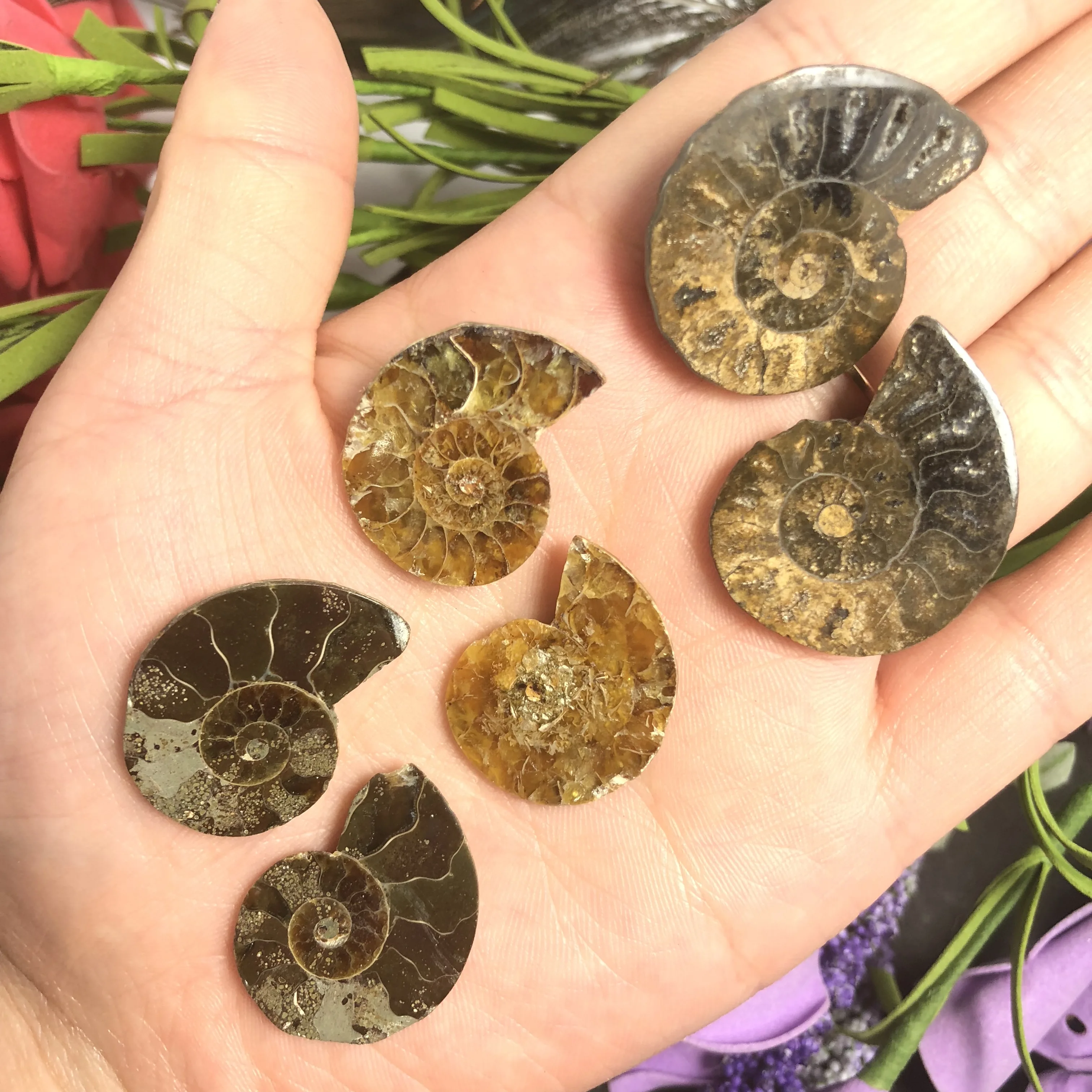 Натуральный Полированный козий гудок окаменелости аммониты Conch douvileras