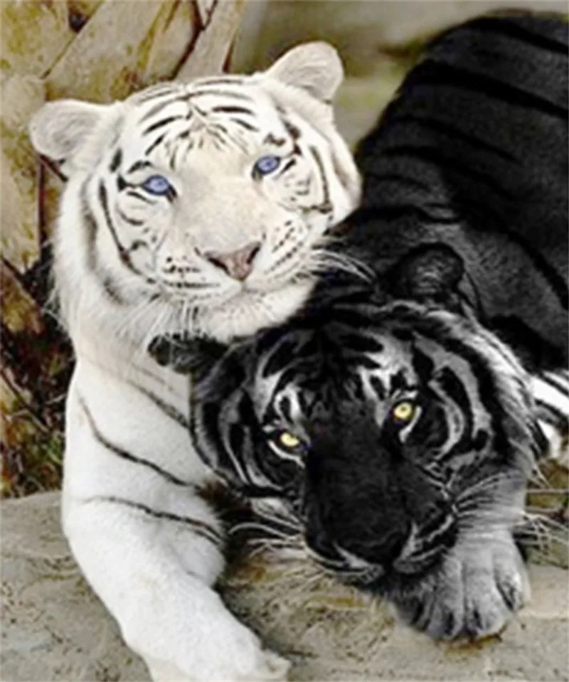 

diy 5d diamond painting Black and white tiger cross stitch round kits diamond embroidery mosaic house decoration cube drill