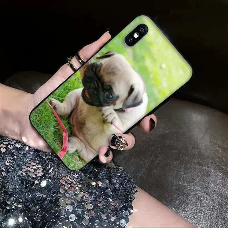 Animal Cute Pug Dog