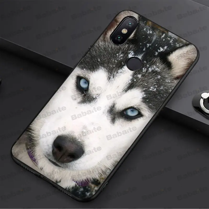 Animal Husky cute Puppy Dog