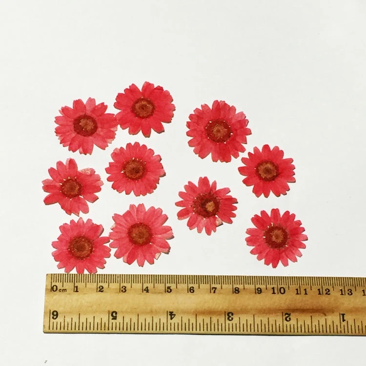 12 шт DIY ручной работы Свеча декоративная засушенный натуральный спрессованные цветы клевера образцы растений реального натуральный букет Закладка с цветами