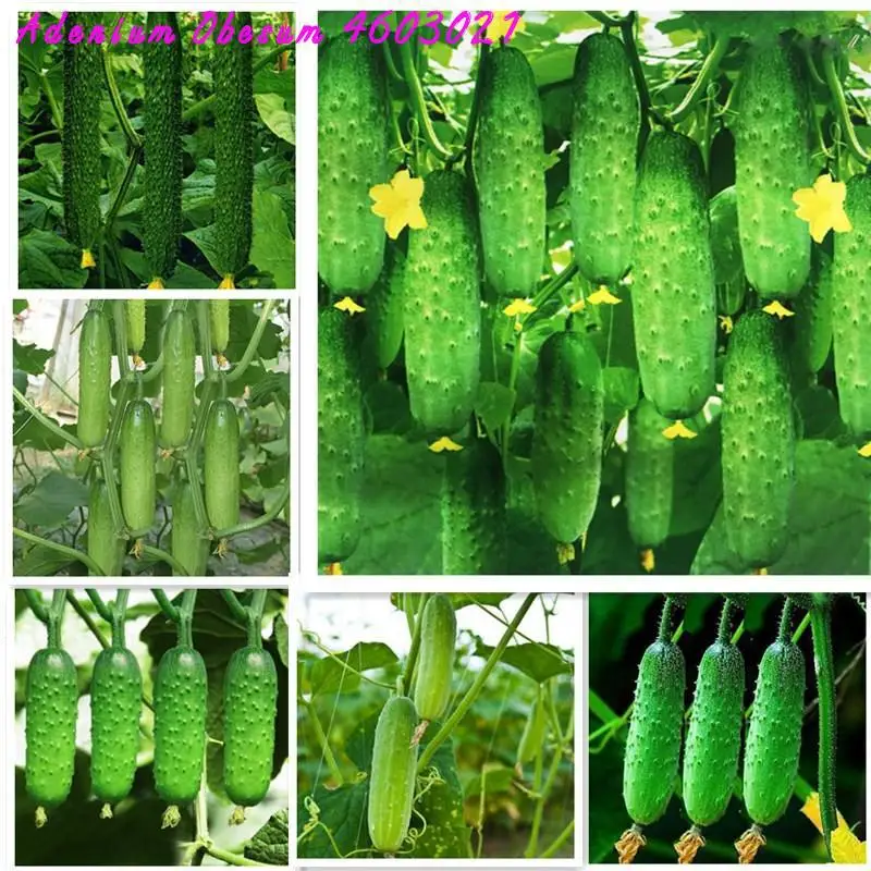

Best selling 100 pieces of cucumber bonsai rare non-GMO delicious cucumber fruits and vegetables autumn home gardening planting