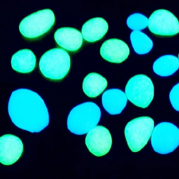 09