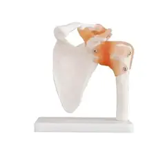 Medicine Ligament shoulder mannequin body joint Human knee model shoulder elbow hip joint model 1:1 skeleton mannequin A264 цена Medicine Ligament shoulder mannequin body joint Human knee model shoulder elbow hip joint model 1:1 skeleton mannequin A264 цены онлайн