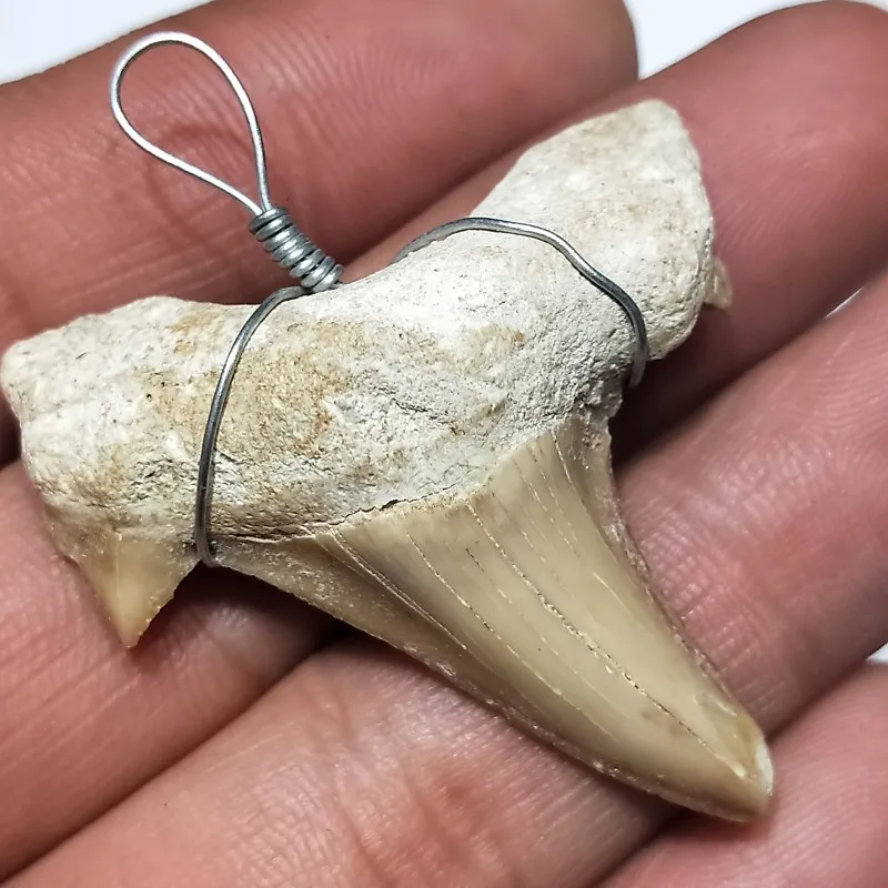 1 шт. 30-40 мм натуральные животные окаменелые зубы акулы минеральные образцы для коллекции в качестве подарка декор кулон