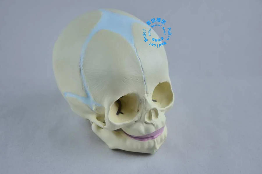 Free shipping&lifelike small head, infant skull model, skull model, for