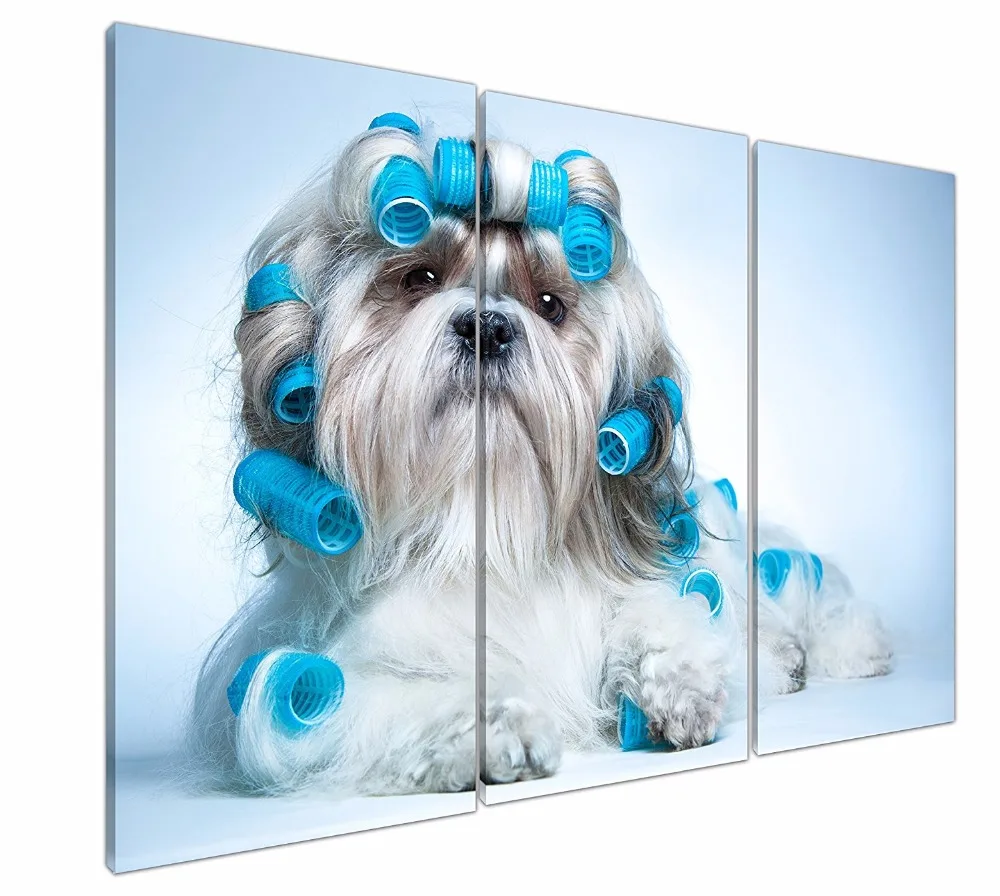 Beautiful Cute Curly Shih Tzu Dog Puppy